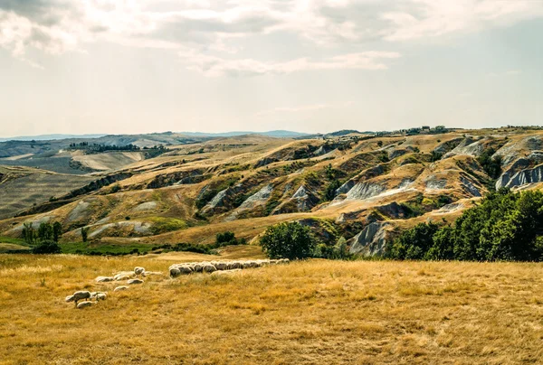 Val d'Orcia (Toscana) — Stockfoto