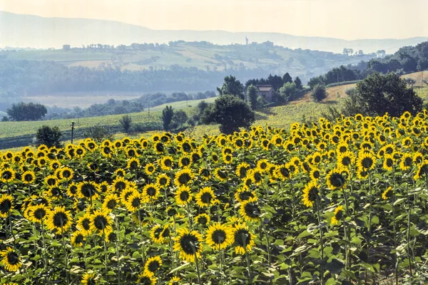 Girassóis em Umbria — Fotografia de Stock