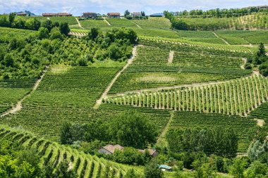 Langhe, üzüm bağları