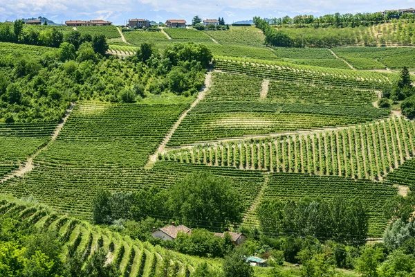 Langhe ブドウ園 — ストック写真