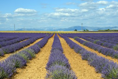 Plateau de valensole (provence), lavanta