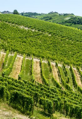 Langhe, üzüm bağları