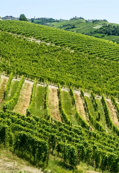 Langhe, vinhas — Fotografia de Stock