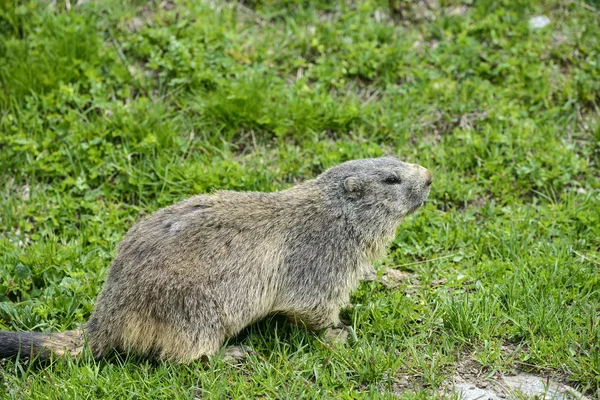 Colle dell'Agnello: groundhog närbild — Stockfoto