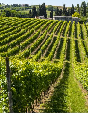 Langhe, üzüm bağları