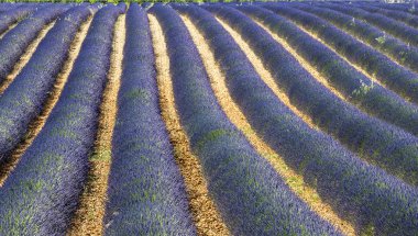 Plateau de valensole (provence), lavanta