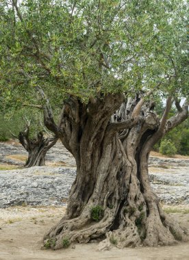 Pont du Gard: eski zeytin ağaçları
