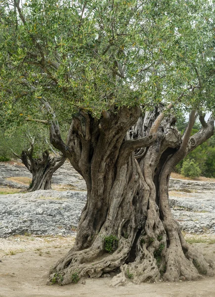 Pont du Gard: gamla olivträd — Stockfoto