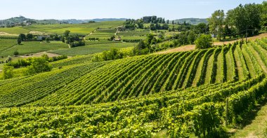 Langhe, üzüm bağları