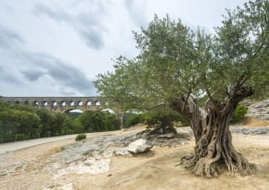 Pont du Gard: eski zeytin ağaçları
