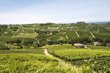 Langhe, üzüm bağları