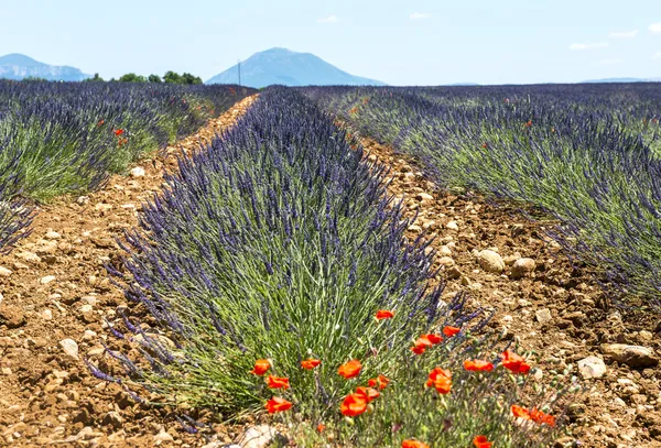 Plateau de Valensole (Provence), lavande — Photo