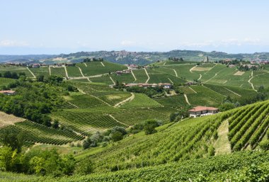 Langhe, üzüm bağları