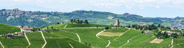 Langhe, üzüm bağları