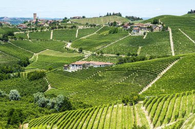Langhe, üzüm bağları