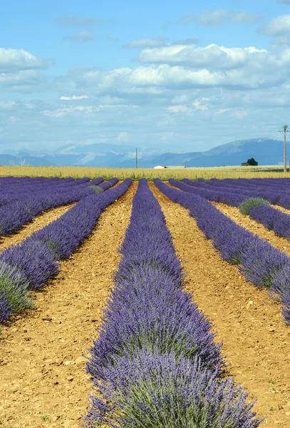 Plateau de valensole (provence), levandule — Stock fotografie