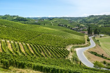 Langhe, üzüm bağları