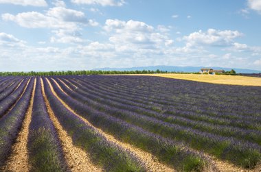 Plateau de valensole (provence), lavanta
