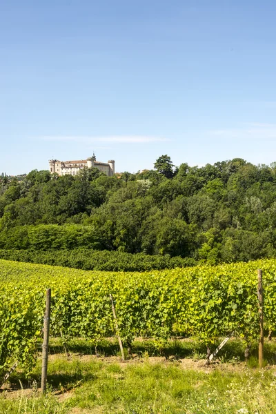 Langhe, vigneti — Foto Stock