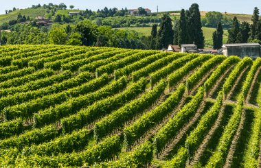 Langhe, üzüm bağları