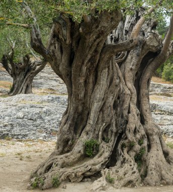 Pont du Gard: eski zeytin ağaçları