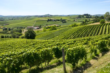 Langhe, üzüm bağları