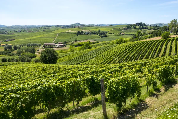 Langhe, viñedos — Foto de Stock