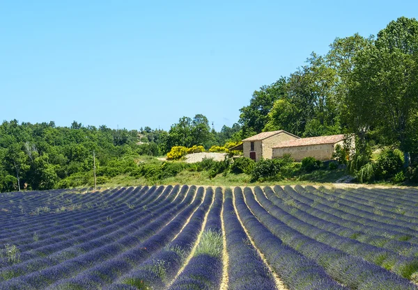 Plateau de Valensole (Provence), Lavendel — Stockfoto
