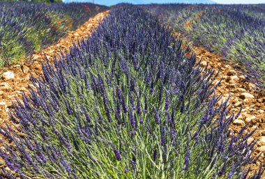 Plateau de valensole (provence), lavanta