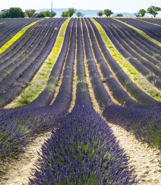 Plateau de valensole (provence), lavanta