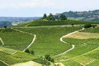 Langhe, üzüm bağları