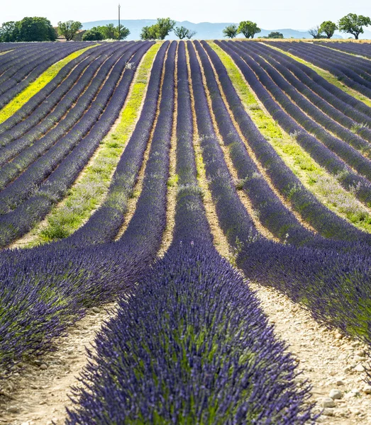 Plateau de Valensole (Provence), lavender — Stock Photo, Image