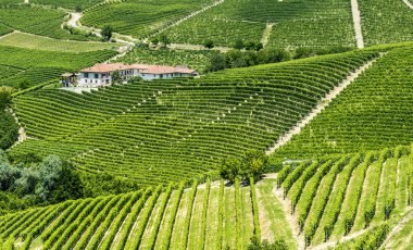 Langhe, üzüm bağları