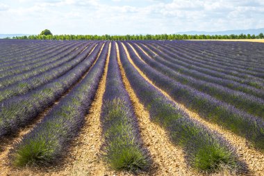 Plateau de valensole (provence), lavanta