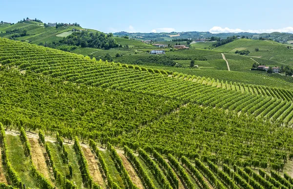 Langhe, vingårdar — Stockfoto