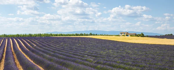 Plateau de valensole (provence), lavendel — Stockfoto