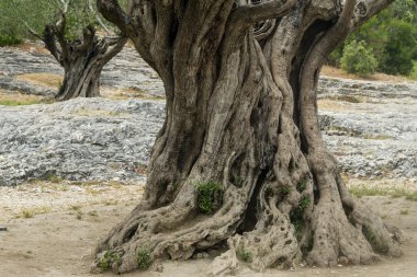 Pont du Gard: eski zeytin ağaçları