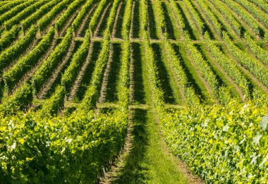 Langhe, üzüm bağları