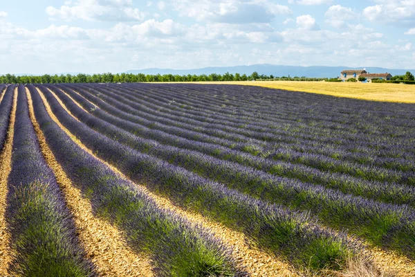 Plateau de Valensole (Provenza), lavanda — Foto Stock