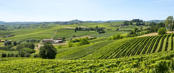 Langhe, vingårdar — Stockfoto