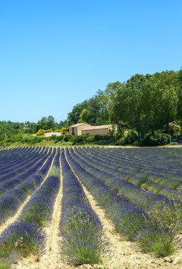 Plateau de valensole (provence), lavanta