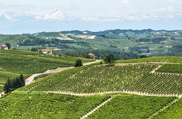 Langhe, αμπελώνες — Φωτογραφία Αρχείου