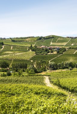Langhe, üzüm bağları