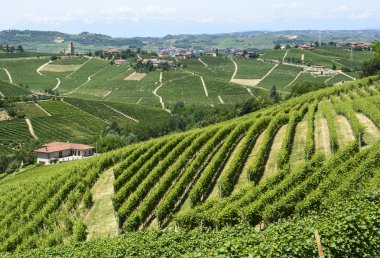 Langhe, üzüm bağları