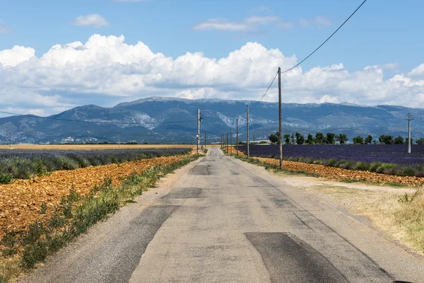 Plateau de Valensole (Прованс), лаванда — стоковое фото