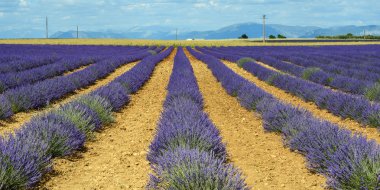 Plateau de valensole (provence), lavanta