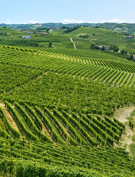 Langhe, vineyards — Stock Photo, Image