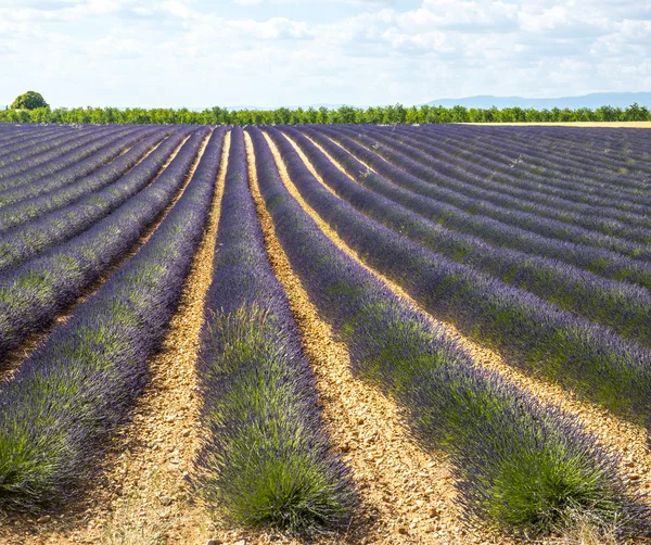 Plateau de Valensole (Provence), lavanda — Fotografia de Stock