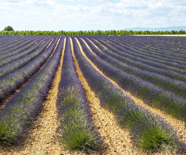 Plateau de valensole (provence), lavanta