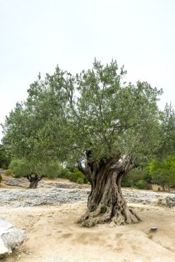 Pont du Gard: eski zeytin ağaçları